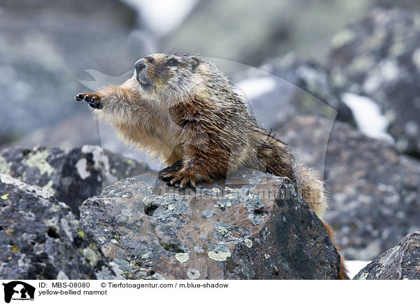 Gelbbauchmurmeltier / yellow-bellied marmot / MBS-08080