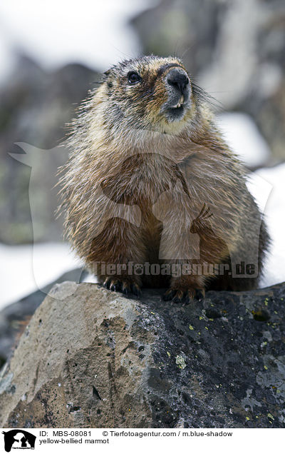 yellow-bellied marmot / MBS-08081
