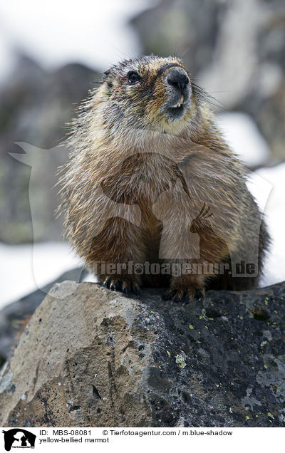 Gelbbauchmurmeltier / yellow-bellied marmot / MBS-08081