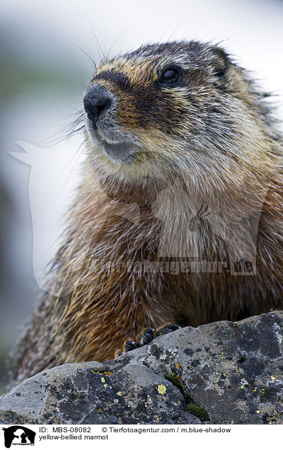 Gelbbauchmurmeltier / yellow-bellied marmot / MBS-08082