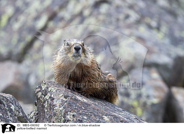 yellow-bellied marmot / MBS-08092