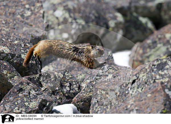 Gelbbauchmurmeltier / yellow-bellied marmot / MBS-08094