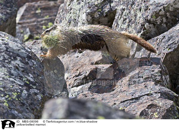 Gelbbauchmurmeltier / yellow-bellied marmot / MBS-08096