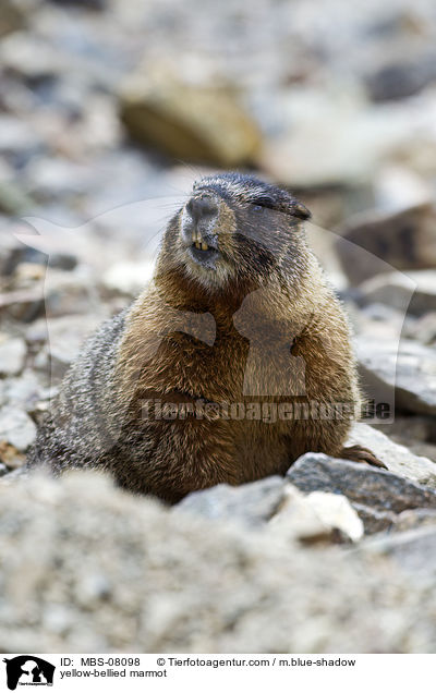 yellow-bellied marmot / MBS-08098