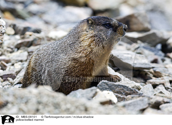 Gelbbauchmurmeltier / yellow-bellied marmot / MBS-08101