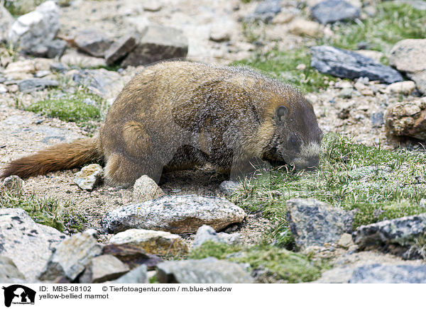 Gelbbauchmurmeltier / yellow-bellied marmot / MBS-08102