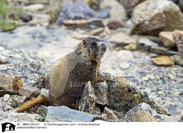 Gelbbauchmurmeltier / yellow-bellied marmot / MBS-08103