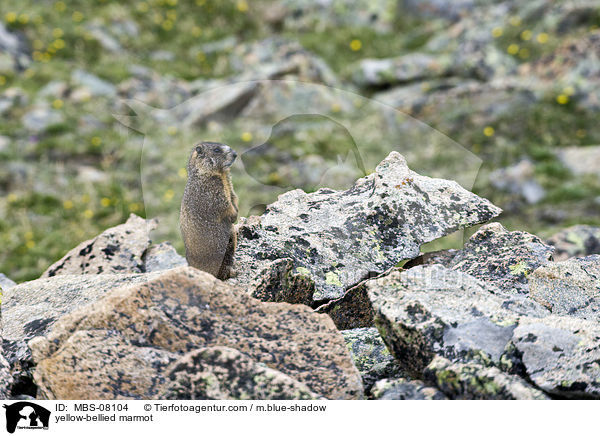 yellow-bellied marmot / MBS-08104