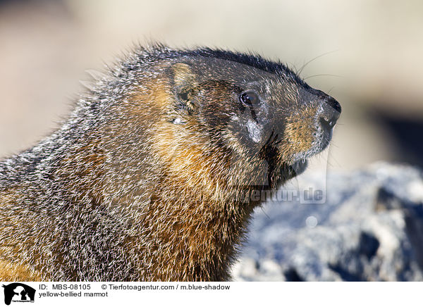 Gelbbauchmurmeltier / yellow-bellied marmot / MBS-08105