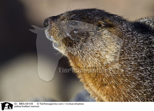 yellow-bellied marmot / MBS-08106