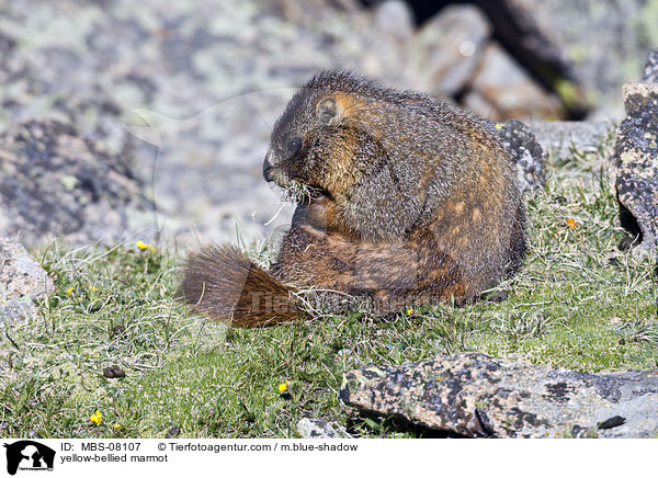 Gelbbauchmurmeltier / yellow-bellied marmot / MBS-08107