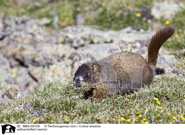 Gelbbauchmurmeltier / yellow-bellied marmot / MBS-08109