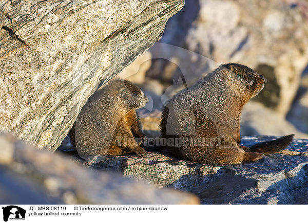 yellow-bellied marmots / MBS-08110