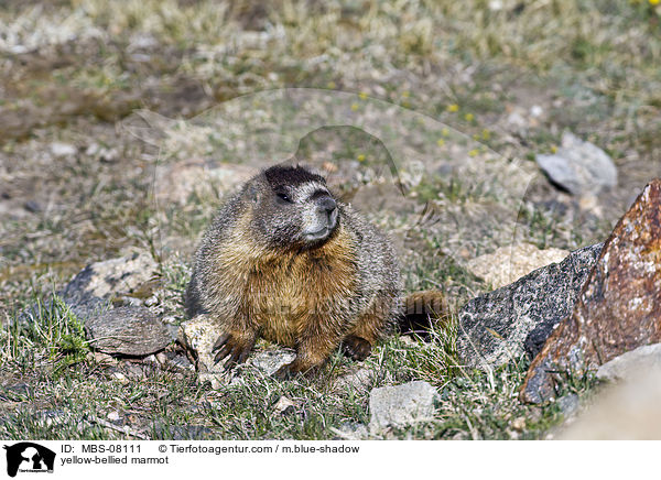 Gelbbauchmurmeltier / yellow-bellied marmot / MBS-08111