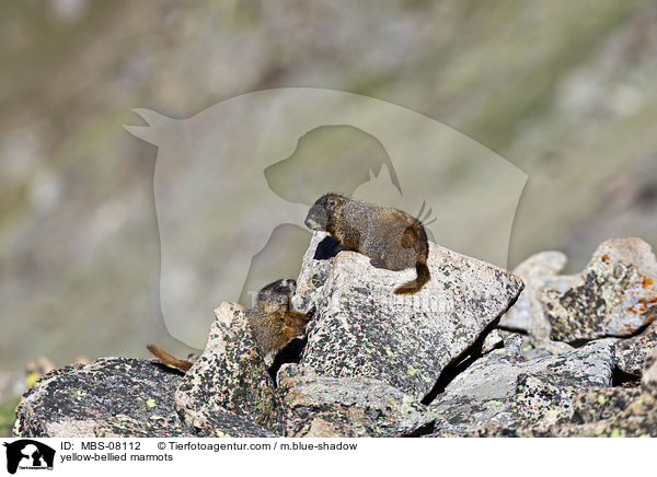 yellow-bellied marmots / MBS-08112