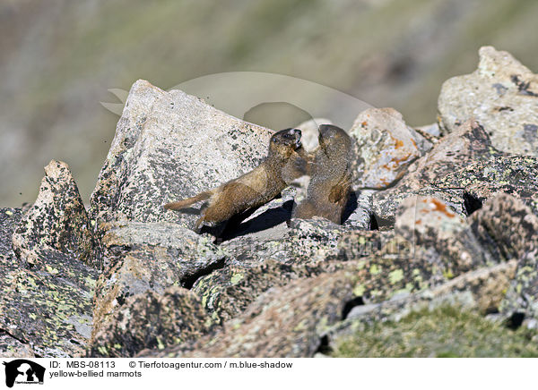Gelbbauchmurmeltiere / yellow-bellied marmots / MBS-08113