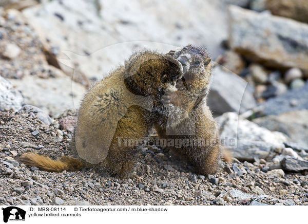 Gelbbauchmurmeltiere / yellow-bellied marmots / MBS-08114