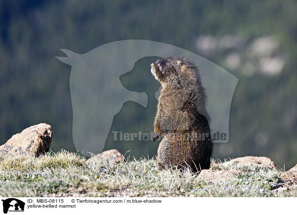 Gelbbauchmurmeltier / yellow-bellied marmot / MBS-08115