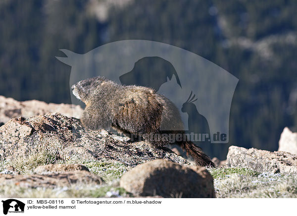 yellow-bellied marmot / MBS-08116