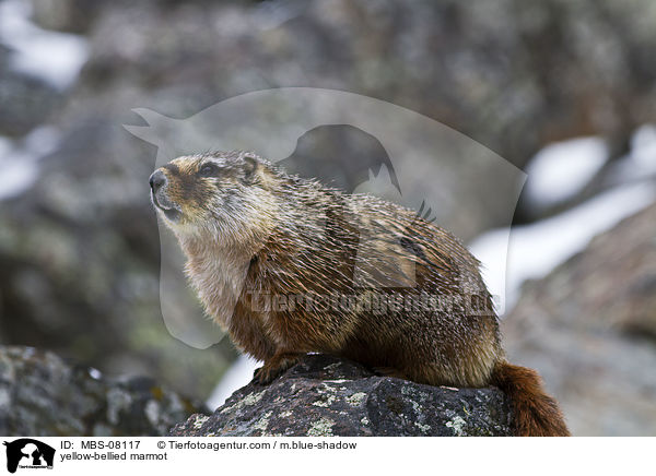 yellow-bellied marmot / MBS-08117
