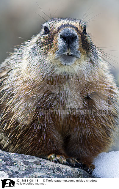 yellow-bellied marmot / MBS-08118