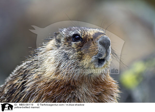 yellow-bellied marmot / MBS-08119