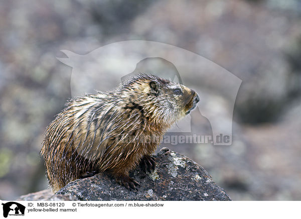 Gelbbauchmurmeltier / yellow-bellied marmot / MBS-08120