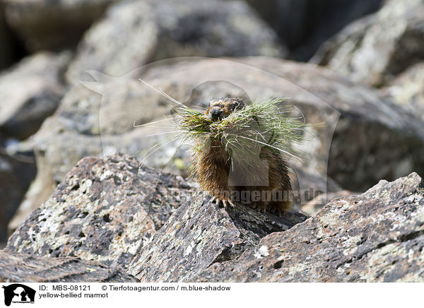yellow-bellied marmot / MBS-08121