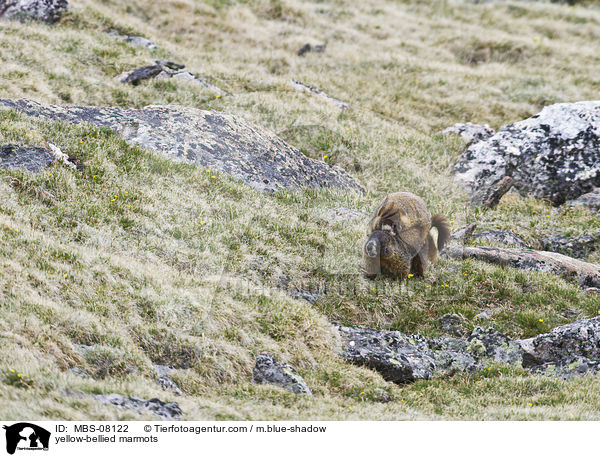 Gelbbauchmurmeltiere / yellow-bellied marmots / MBS-08122