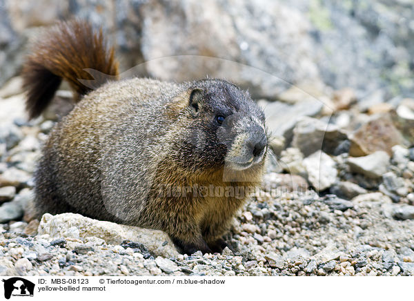 yellow-bellied marmot / MBS-08123