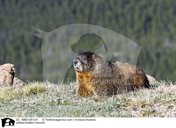 Gelbbauchmurmeltier / yellow-bellied marmot / MBS-08124