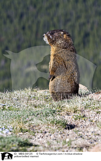Gelbbauchmurmeltier / yellow-bellied marmot / MBS-08125