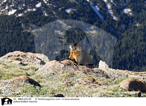 Gelbbauchmurmeltier / yellow-bellied marmot / MBS-08126