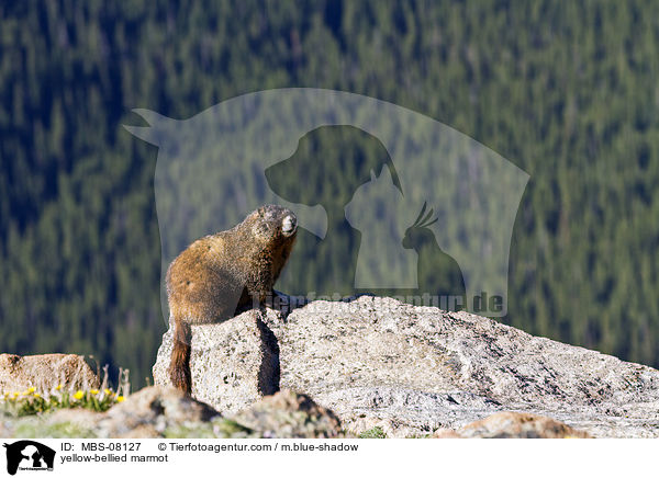 Gelbbauchmurmeltier / yellow-bellied marmot / MBS-08127
