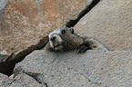 yellow-bellied marmot