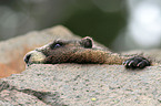 yellow-bellied marmot