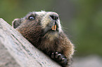 yellow-bellied marmot