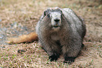 yellow-bellied marmot