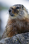 yellow-bellied marmot