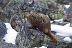 yellow-bellied marmot