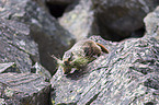 yellow-bellied marmot