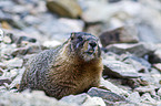 yellow-bellied marmot