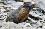 yellow-bellied marmot