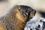 yellow-bellied marmot