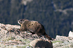 yellow-bellied marmot