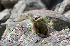 yellow-bellied marmot