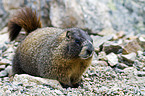 yellow-bellied marmot