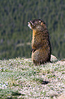 yellow-bellied marmot