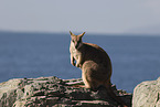 Rock Wallaby