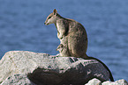 Rock Wallaby